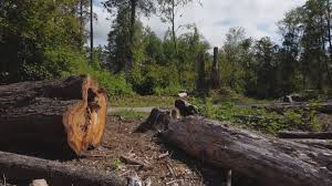 Reliable Granby, CO Tree Removal and Landscaping Services Solutions